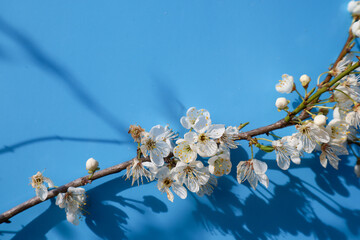 A delicate branch of a blooming tree with white petals against a vibrant blue background. The flowers are open, showcasing their fragility and the beauty of spring blossoms.