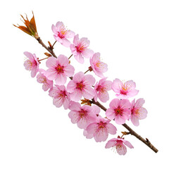 cherry blossom isolated on white