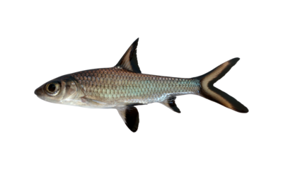 Bala shark fish (Balantiocheilos melanopterus) on transparent background