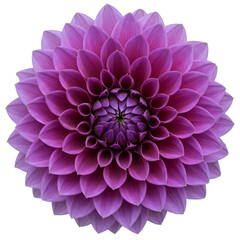 Purple dahlias isolated on white background