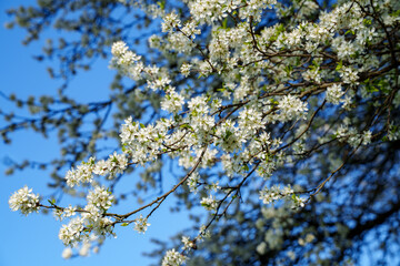 Branches of a magnificent, flowering Prunus spinosa, also  called blackthorn or sloe, against a blue sky