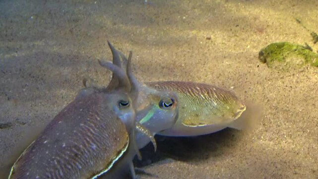 Golden Cuttlefish, Sepia Esculenta mating underwater on seafloor. Close up. 4K