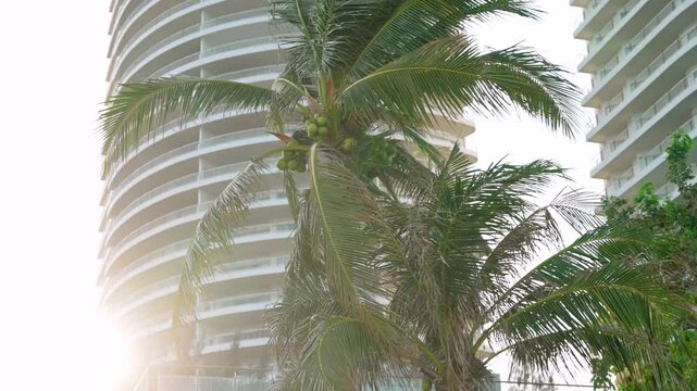 Coconut palm trees leaves swaying in the wind and high multi-storey apartment building on the beach at sunset