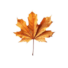 Maple leaf isolated [Transparent Background PNG] 