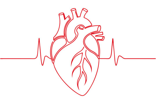 anatomical heart human organ drawing