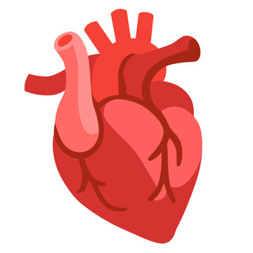 Anatomical Heart
