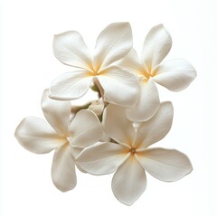 Obraz premium Jasmine Flowers Isolated White Background