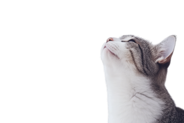 close-up a cat gazing upwards against a light background capturing a moment of curiosity and tranquility the focus on the cat's face highlights its expressive features and gentle demeanor