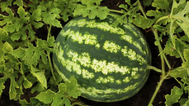 A large ripe striped watermelon lies in the garden among the leaves. Growing and harvesting watermelons. Sweet berry for dessert.