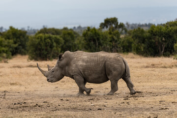 Obraz premium White Rhinoceros Ceratotherium simum Square-lipped Rhinoceros at Khama Rhino Sanctuary Kenya Africa.