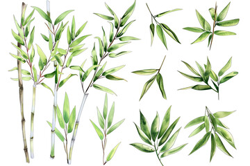 Obraz premium various illustrations of bamboo branches and leaves showcasing their intricate shapes and vibrant green hues ideal for botanical studies or design projects