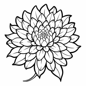 recommend clip art: hand drawn chrysanthemum flower outline illustration 