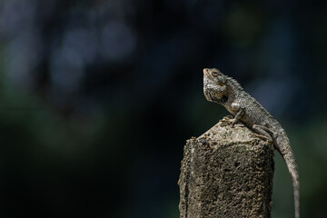 lizard on a tree