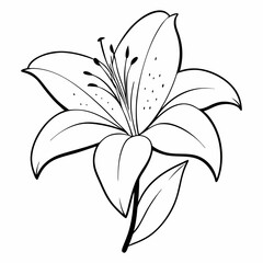 hand drawn lily flower outline illustration 