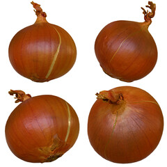 Four different angles of a 3D Onion on Alpha Background