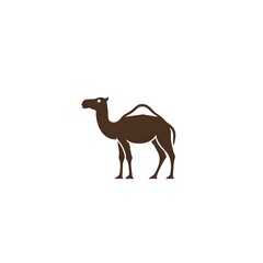 camel isolated on white