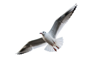 Beautiful Seagull Soaring Gracefully With