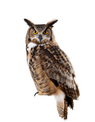Obraz premium Studio shot of great horned owl with transparent background, perfect for photo manipulations