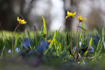 Yellow flowers of wild woodland tulip (Tulipa sylvestris) plant in spring garden