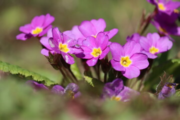 Pink flowers of Primula vulgaris or English primrose in spring garden