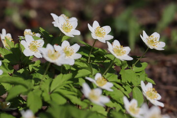 White flowers of Wood anemone (Anemone nemorosa) in spring forest