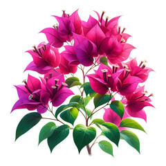 Obraz premium Vibrant Bougainvillea Flowers in Full Bloom Isolated on transparent Background