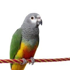 Obraz premium Colorful Parrot with Green and Orange Feathers on a Rope Perch