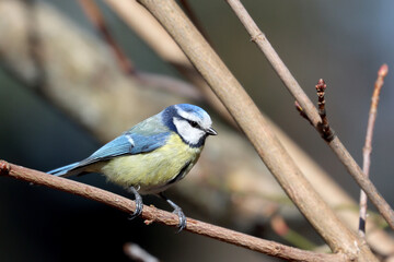 Blue tit