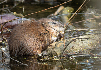 Muskrat, Ondatra zibethicus. The animal sits on the trunk of a fallen tree and eats