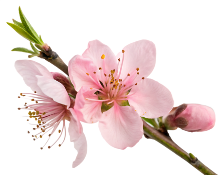 pink peach blossom flower isolated on white background, PNG