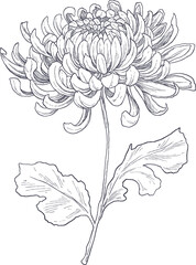 Detailed hand-drawn chrysanthemum flower sketch, ideal for seasonal designs, floral branding, or vintage botanical themes.