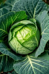 Fototapeta premium a close up of a green cabbage head in a garden