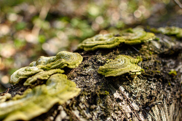 close up of mushroom