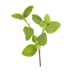 Fresh green wild benghal dayflower leaves branch isolated on transparent background	