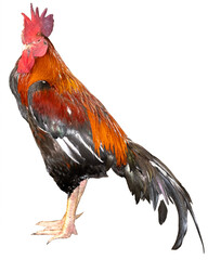 Full body of brown chicken hen standing isolated white background.