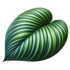 Beautiful Calathea Orbifolia Foliage  Botanical isolated on transparent Background