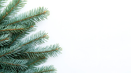 Obraz premium Christmas green fir branches frame a festive holiday border