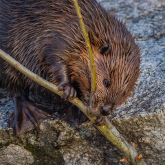 Beaver chewing on a tree branch 