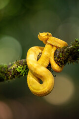  Eyelash Viper