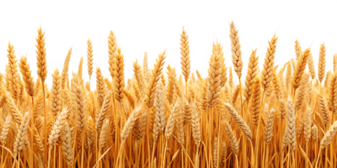 golden wheat field in summer