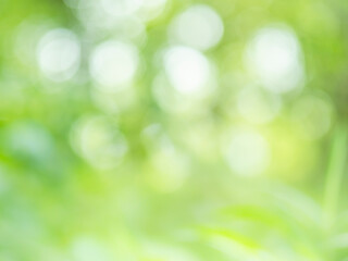 Fototapeta premium 木漏れ日の様子。爽やかな光の風景。