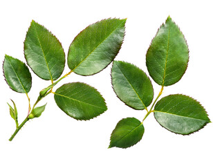 Fototapeta premium Fresh Green Leaves on a Stem, Perfect for Gardening and Floral Arrangements on transparent background