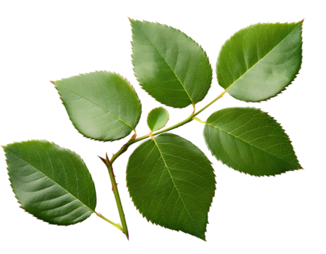 Fresh Green Leaves on a Stem, Ideal for Nature and Gardening Themes on transparent background