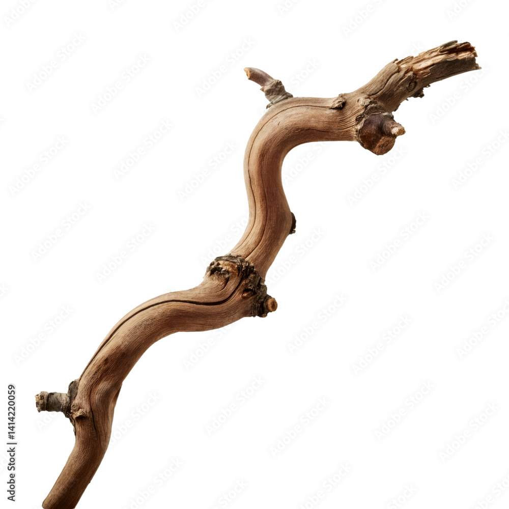 Poster close up twisted oak branch, isolated on transparent background, displaying weathered texture and na