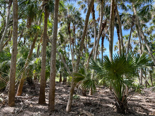 Myakka River State Park