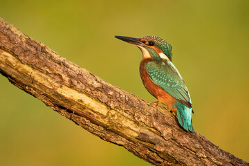 Common kingfisher (Alcedo atthis) perched on a branch in soft morning light, with a natural blurred background. Wildlife photography of a colorful bird in its natural habitat.