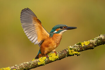 Common kingfisher (Alcedo atthis) perched on a branch in soft morning light, with a natural blurred background. Wildlife photography of a colorful bird in its natural habitat.