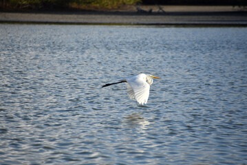 Great White Egret Floating Over the Water