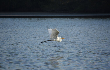 Beautiful Flying Great White Egret Bird