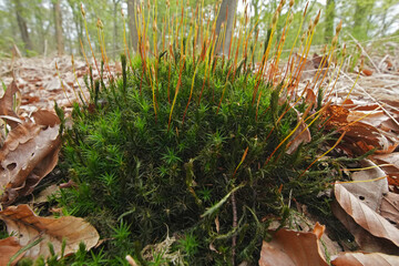 Obraz premium Lush green moss, with upright spore stalks, thrives amidst fallen foliage on the forest floor, exhibiting nature's beauty.